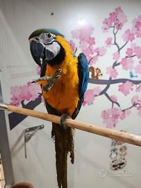 Cucciolo di pappagallo ara arauna