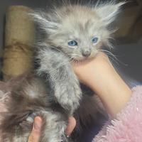 Cuccioli Maine coon