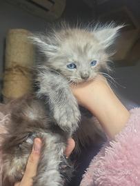 Cuccioli Maine coon