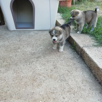 Akita inu giapponese