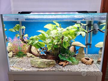 Acquario