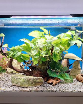 Acquario