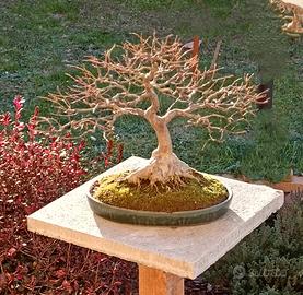 Bonsai