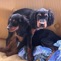 Setter gordon 3 mesi