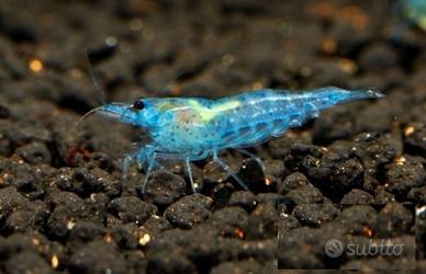 Caridine neocaridina ed altro per acquario