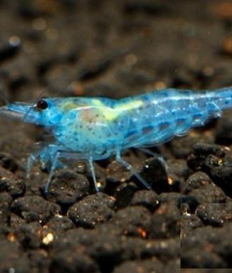 Caridine neocaridina ed altro per acquario