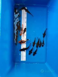 20 carpe koi black