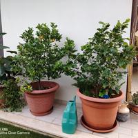 alberi di limone e mandarinetto cinese