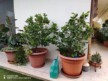 alberi di limone e mandarinetto cinese