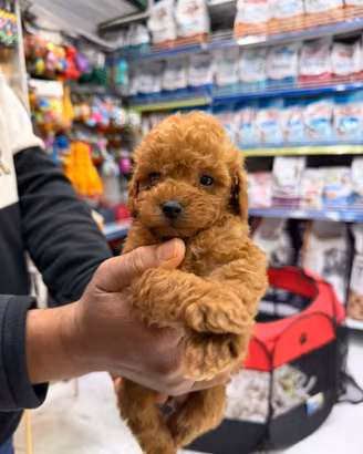 Cuccioli di barboncino red