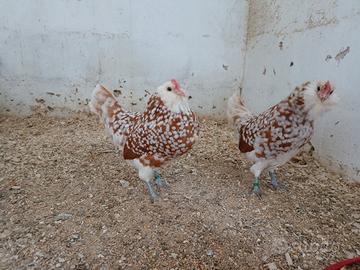 Barbuta di Turingia nana