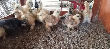 Galline moroseta