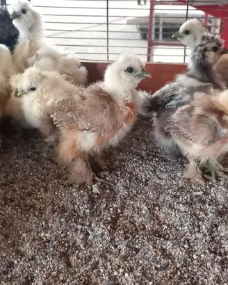 Galline moroseta