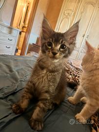 Maine coon