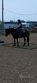 Cavallo