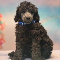 Cuccioli barbone medio