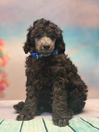 Cuccioli barbone medio