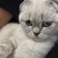 Cercasi maschio scottish fold