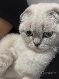 Cercasi maschio scottish fold