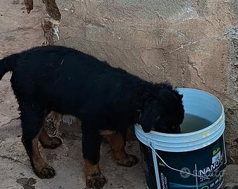 rottweiler 