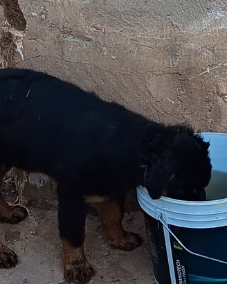 rottweiler 