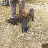 Cuccioli segugio maremmano