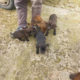 Cuccioli segugio maremmano