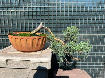Bonsai ginepro