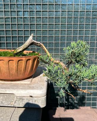 Bonsai ginepro