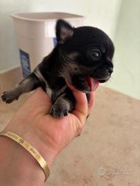 Chihuahua toy