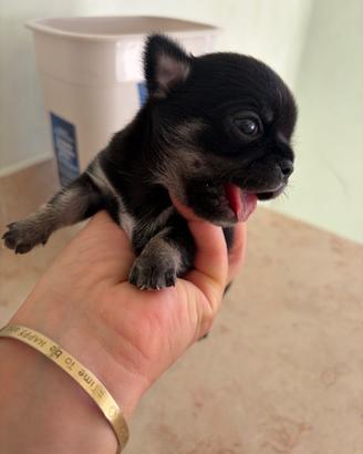 Chihuahua toy