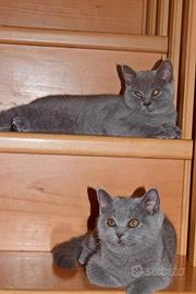 Scottish Fold e Straight