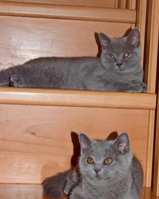 Scottish Fold e Straight