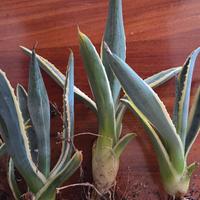 Agave variegata americana