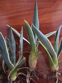 Agave variegata americana