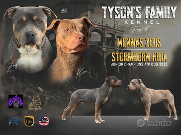 American pitbull terrier Ukc