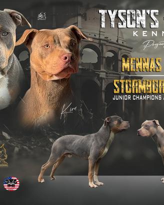 American pitbull terrier Ukc