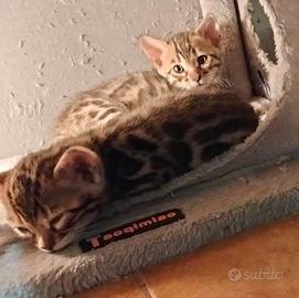 Dolcissimi bengala snow sepia/brown pedigree afsi