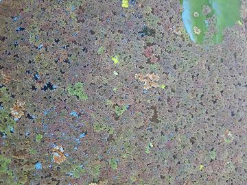 Azolla pianta galleggiante per acquario/laghetto