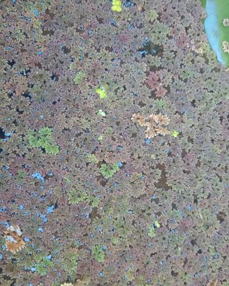 Azolla pianta galleggiante per acquario/laghetto
