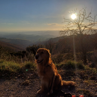 Golden retriver americano