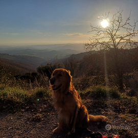 Golden retriver americano
