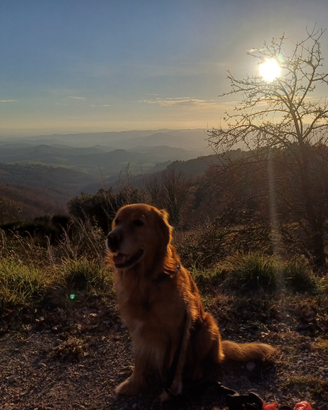 Golden retriver americano