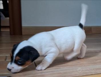 Jack Russell
