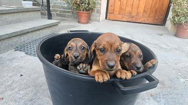 Cuccioli di razza Alpendische dachsbracke