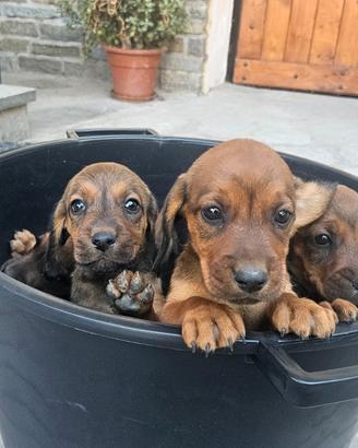 Cuccioli di razza Alpendische dachsbracke