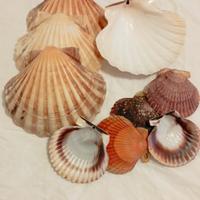 set di conchiglie 