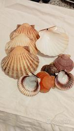 set di conchiglie 