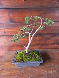 Bonsai di ginepro