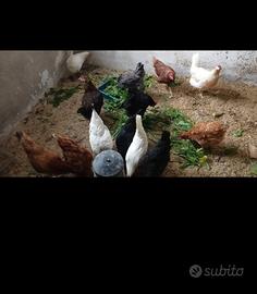 Galline ovaiole